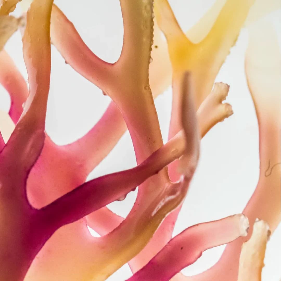 Image of red algae, astaxanthin against a white background