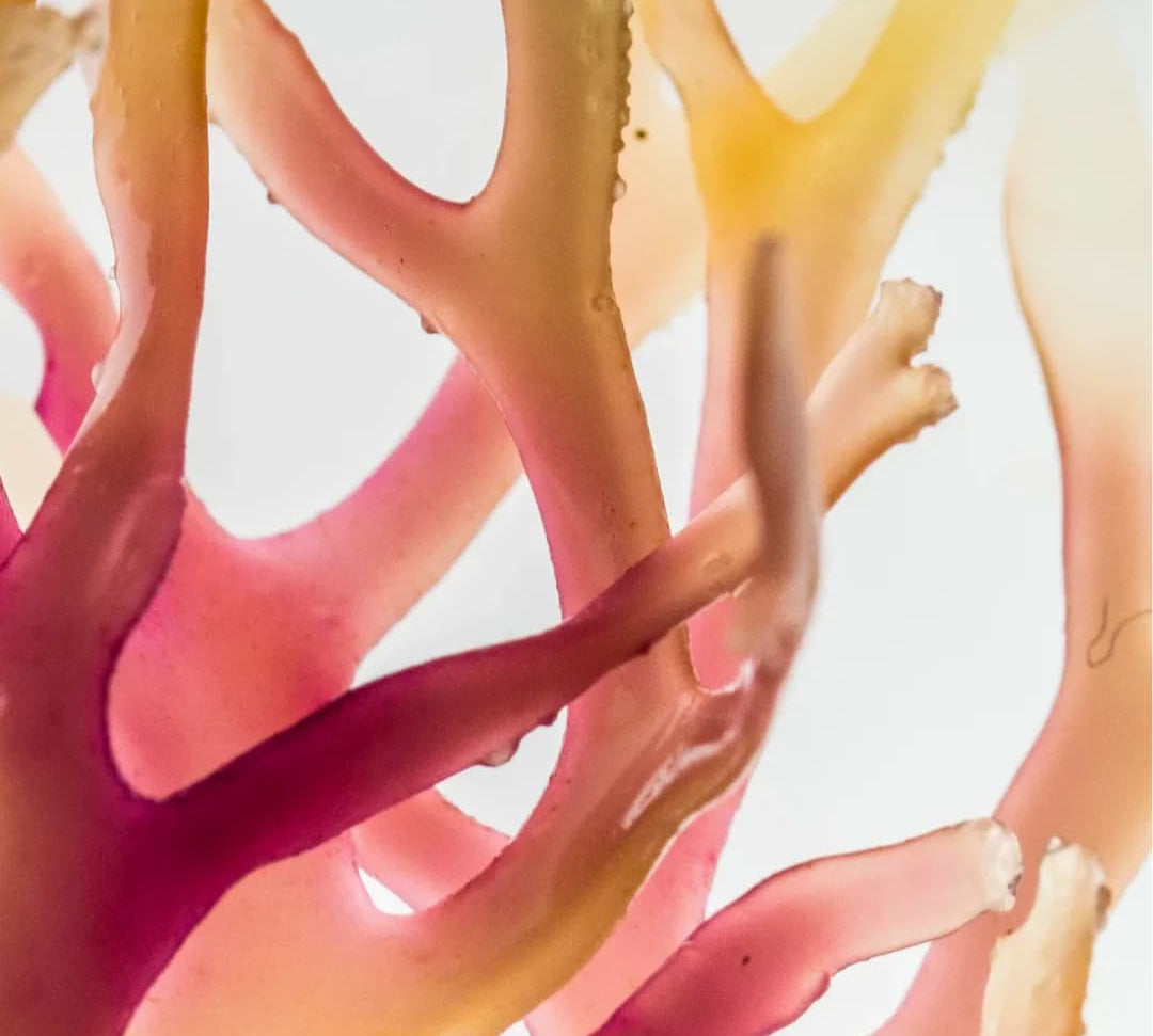 Image of red algae, astaxanthin against a white background