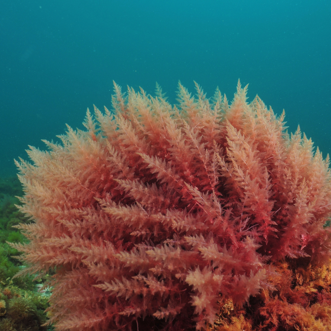 Unveiling Porphyridium: The Microalga Rewriting Skincare's Playbook