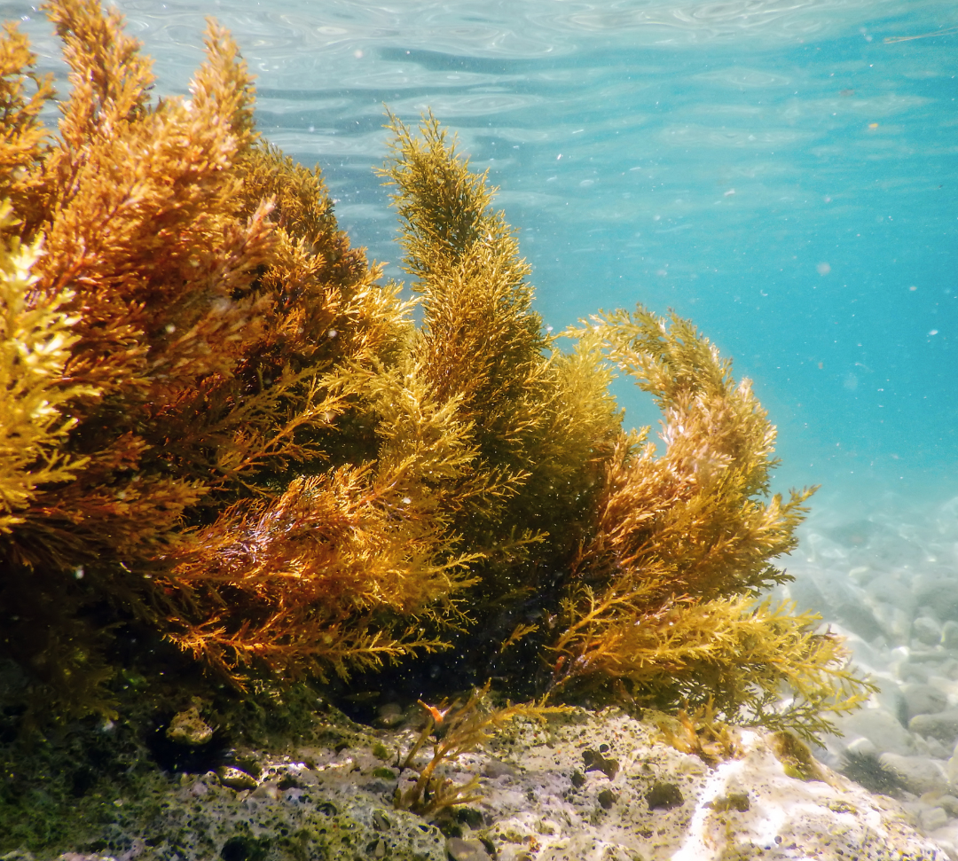 Fucoxanthin: The Ocean's Elixir for Radiant Skin