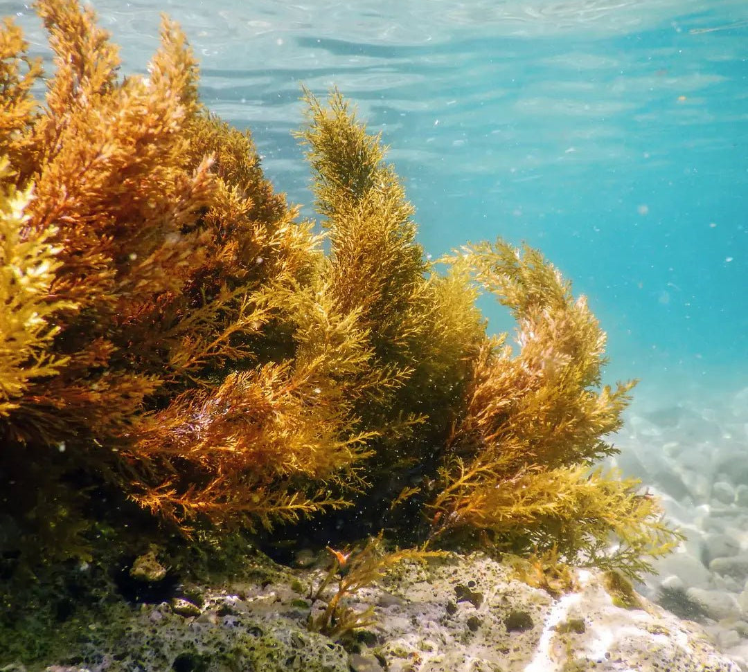 Fucoxanthin: The Ocean's Elixir for Radiant Skin - Rena Roots™