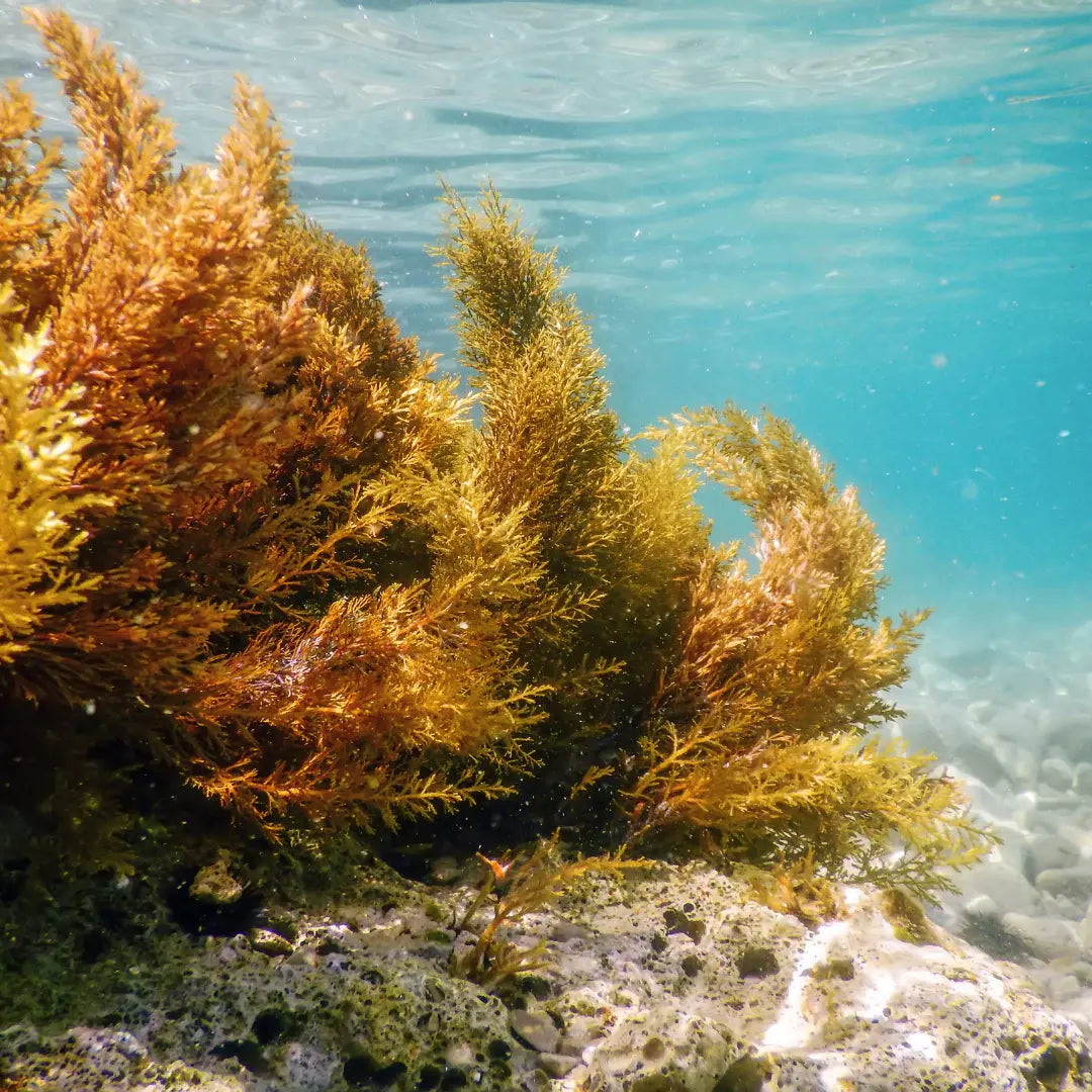 Fucoxanthin: The Ocean's Elixir for Radiant Skin