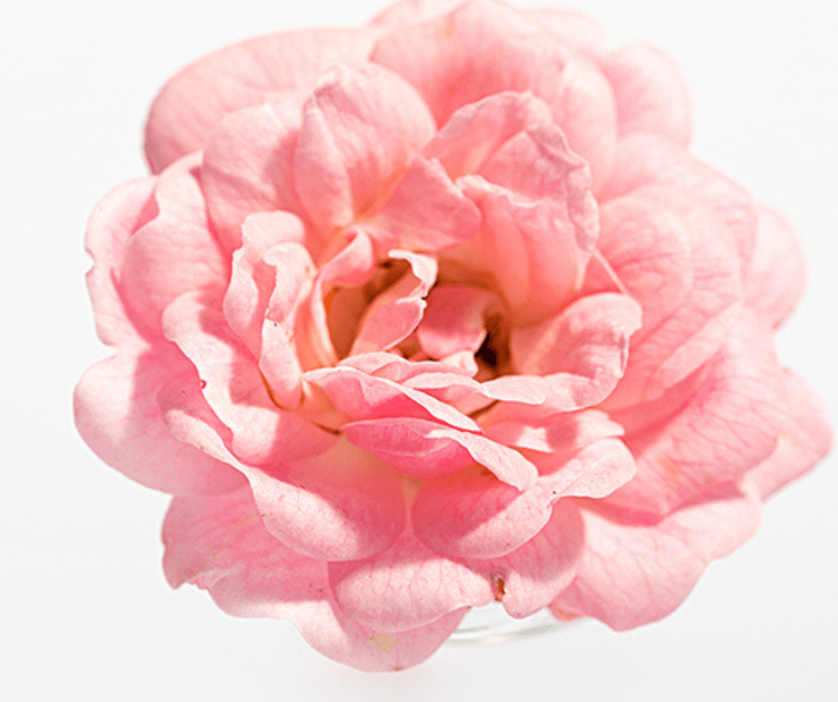 From Dull to Radiant: How Rose Serum Can Revitalize Your Skin - Rena Roots™