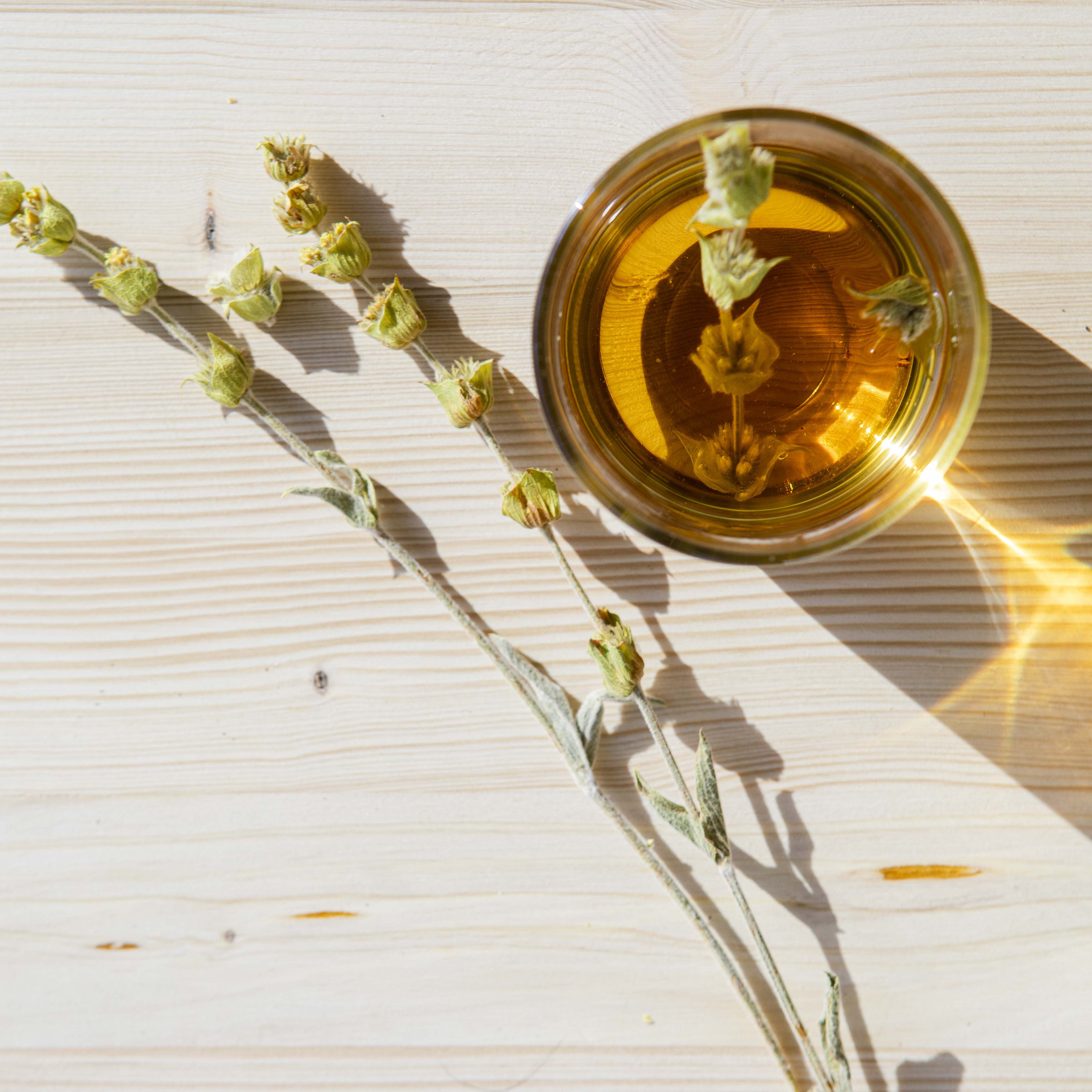 Discover Iron Tea: Wild, Immune Boosting, Sustainably Harvested - Rena Roots™