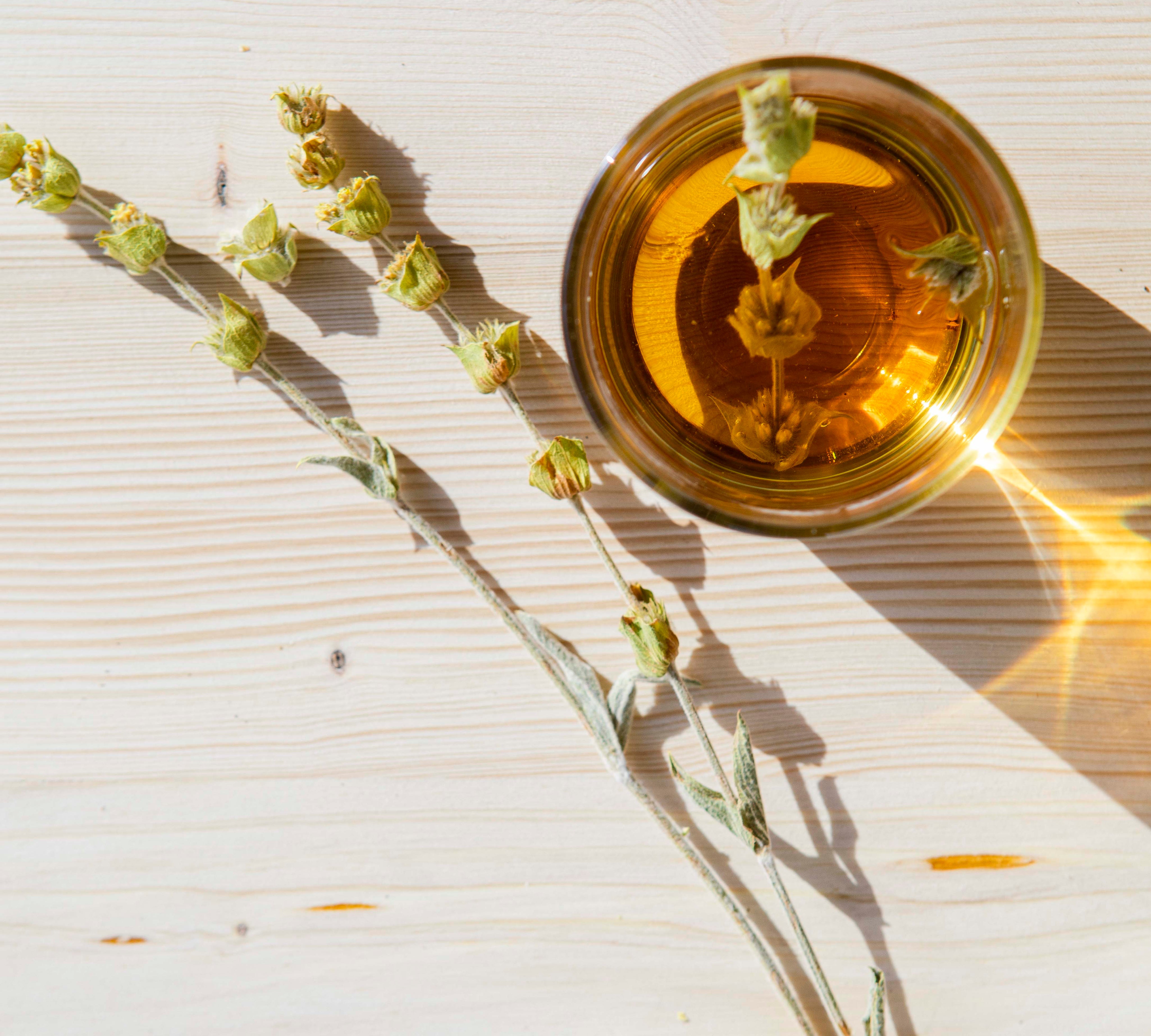 Discover Iron Tea: Wild, Immune Boosting, Sustainably Harvested
