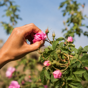 AFGHAN ROSE No. 01